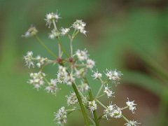 Sanikel Sanicula europaea (Apiaceae)