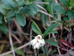 Preiselbeere Vaccinium vitis-idaea (<br><br>Ericaceae)