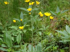Wald-Habichtskraut Hieracium murorum (Asteraceae)