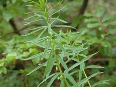 Quirlblättrige Weißwurz Polygonatum verticillatum (Liliaceae)