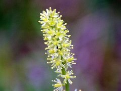 Kelch-Simsenlilie Tofieldia calyculata (Liliaceae)