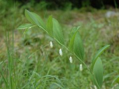 Salomonsiegel Polygonatum odoratum (Liliaceae)