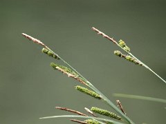 Schnabel-Segge Carex rostrata (Cyperaceae)