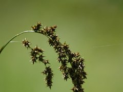 Rispen-Segge Carex paniculata (Cyperaceae)