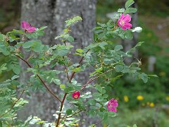 Alpen-Rose Rosa pendulina (Rosaceae)