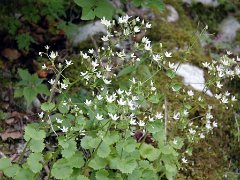 Rundblättriger Steinbrech Saxifraga rotundifolia (Saxifragaceae)