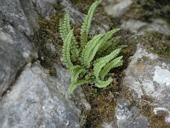 Grünstieliger Streifenfarn Asplenium viride (Aspleniaceae)