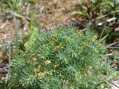 Zypressen-Wolfsmilch Euphorbia cyparassias (Euphorbiaceae)